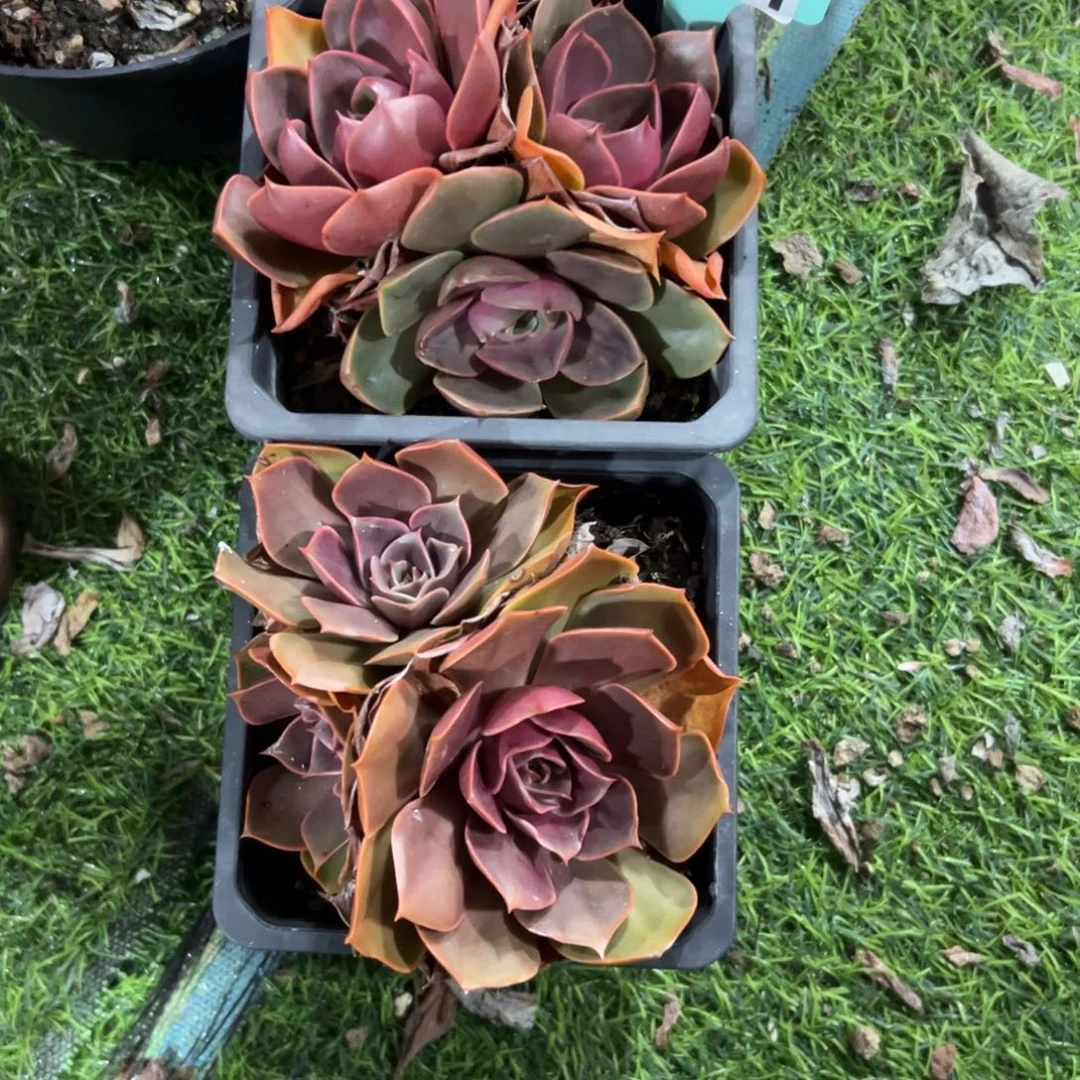 家***贝1251红灯2颗，120杯