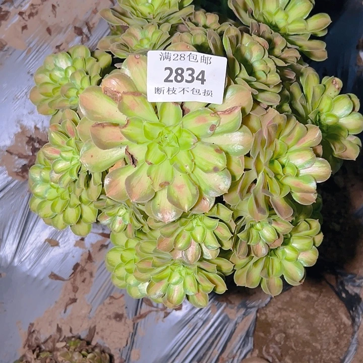 七***姐2834断枝不包韶华多肉
