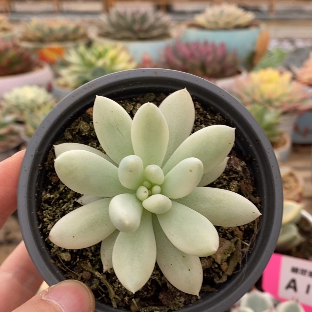 393所罗门锦锦锦锦锦锦