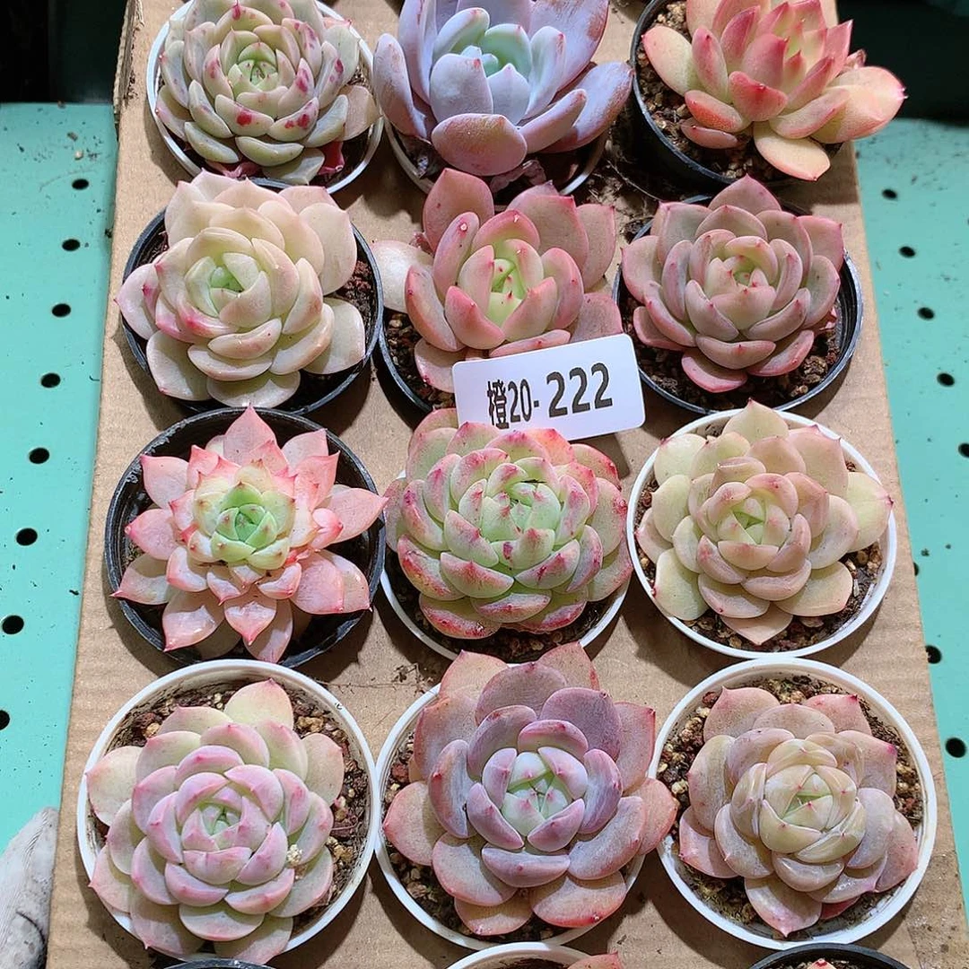 20-222一物一拍带盆18颗。