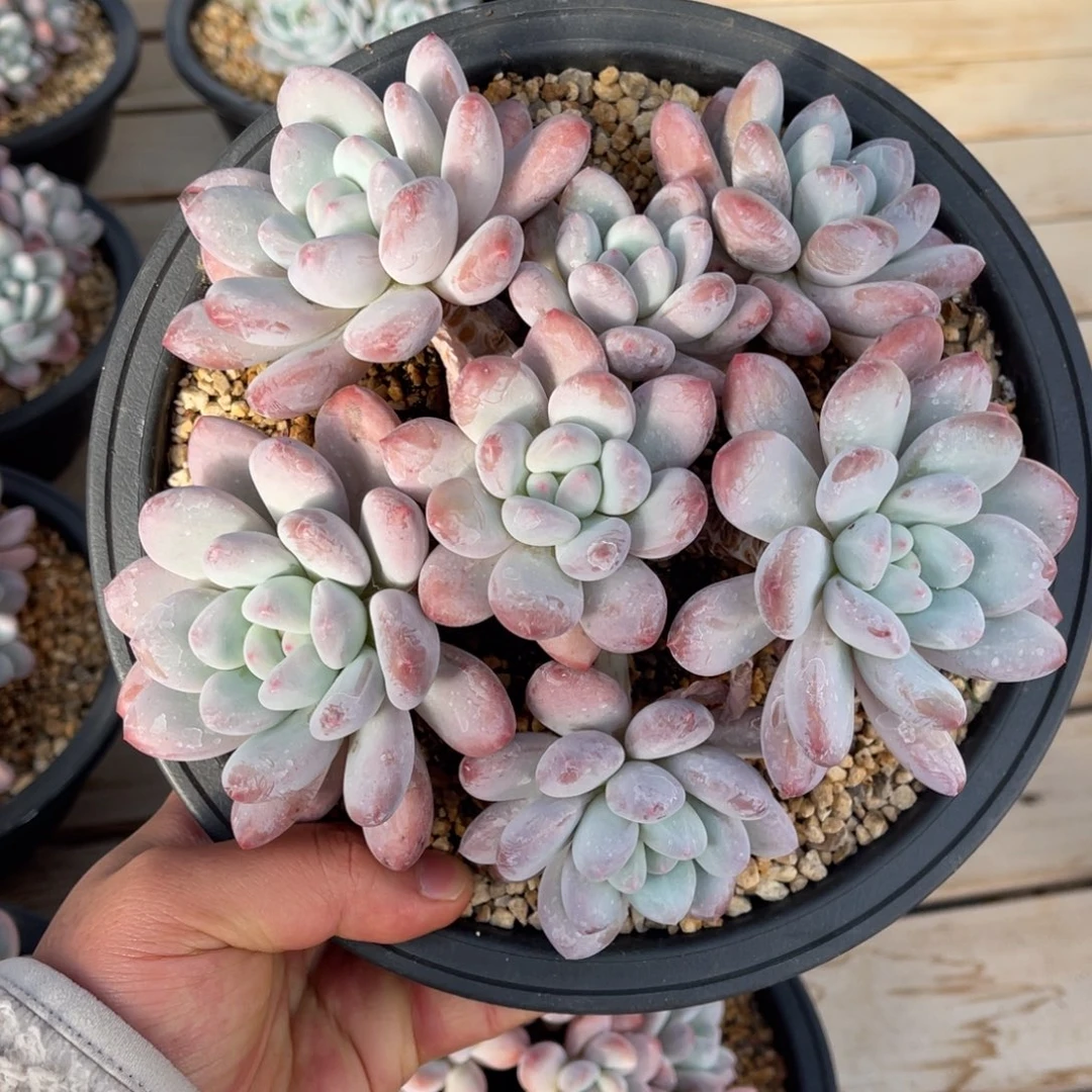 一物一拍不支持退换