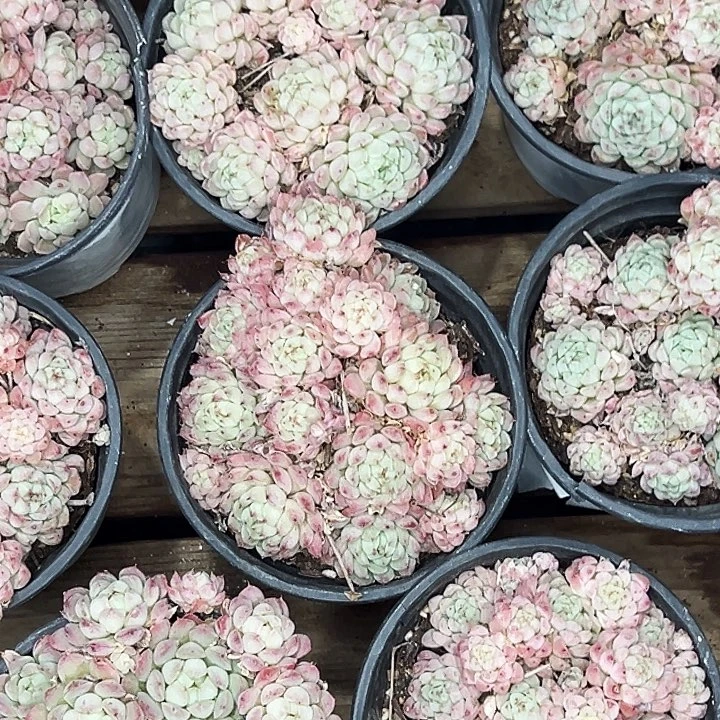 羊脂球。  福利多多