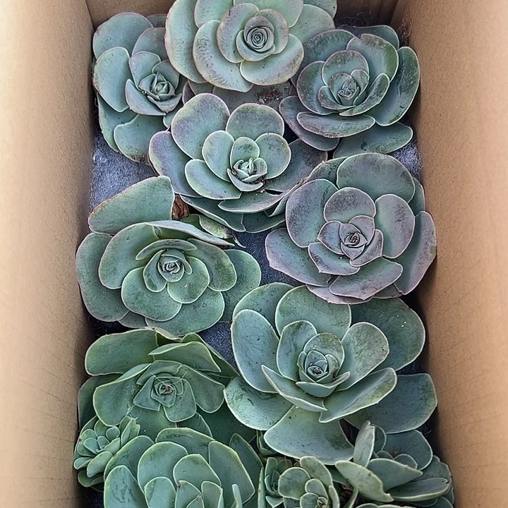 杨601   10颗不同品种组合