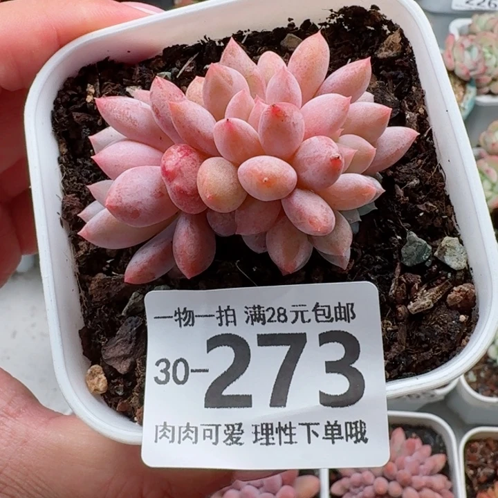 半夏多肉无盆土发货无