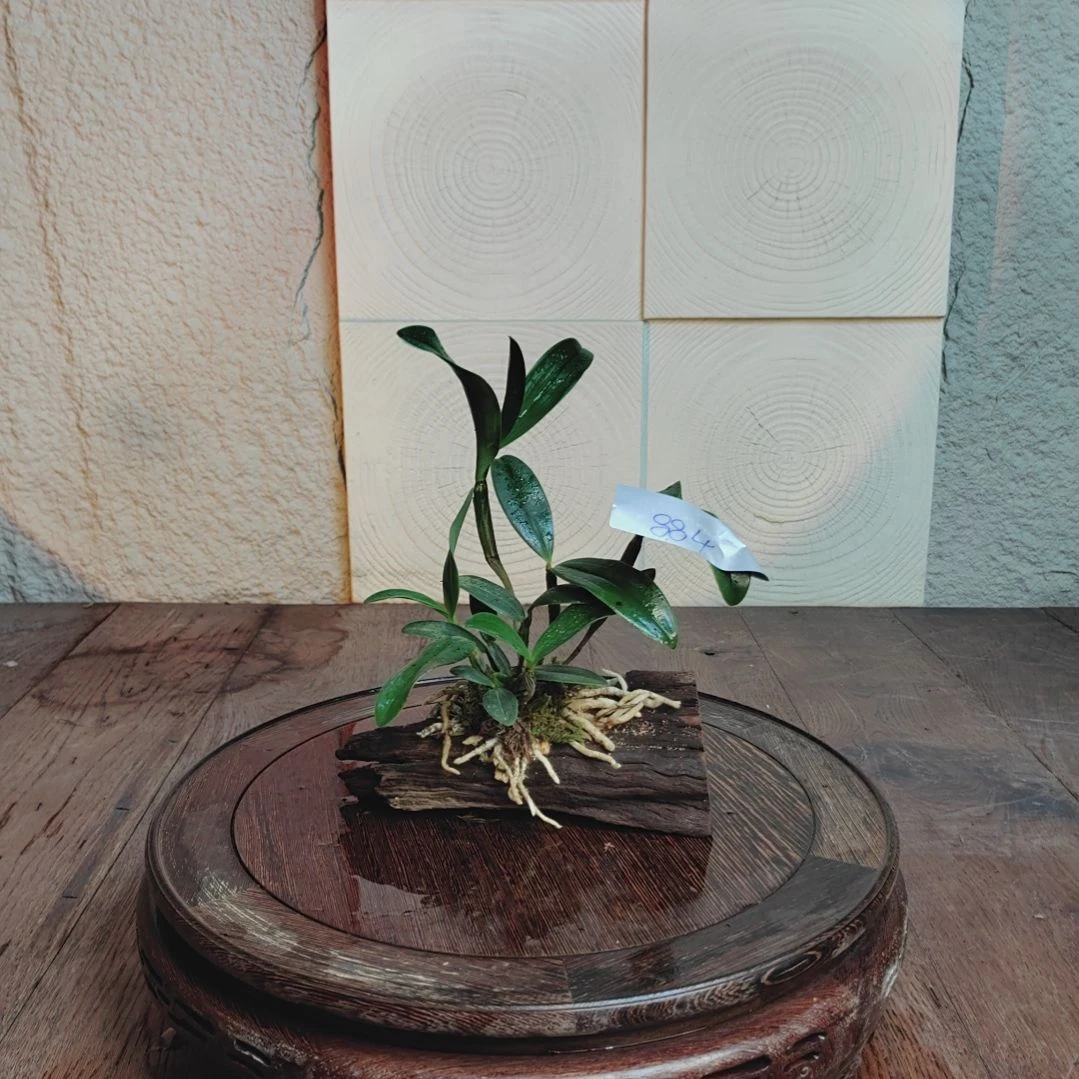 全部花朵884红灯笼花