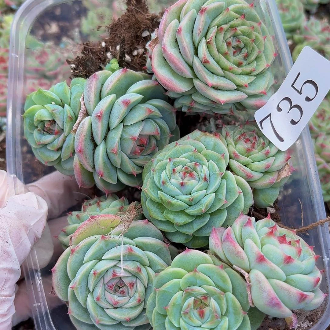 多肉植物多肉植物735