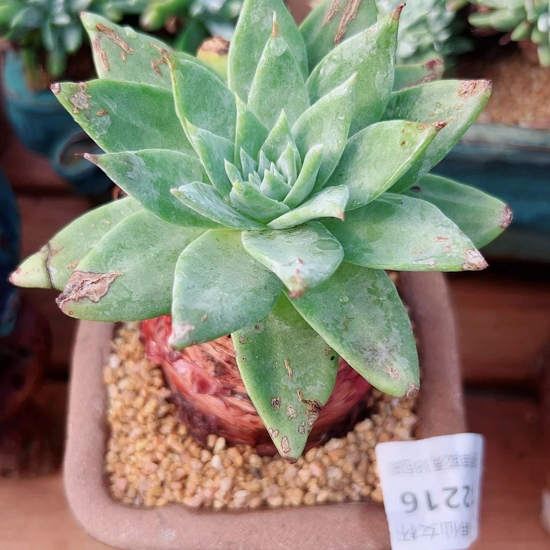 2216绿雪山仙女杯