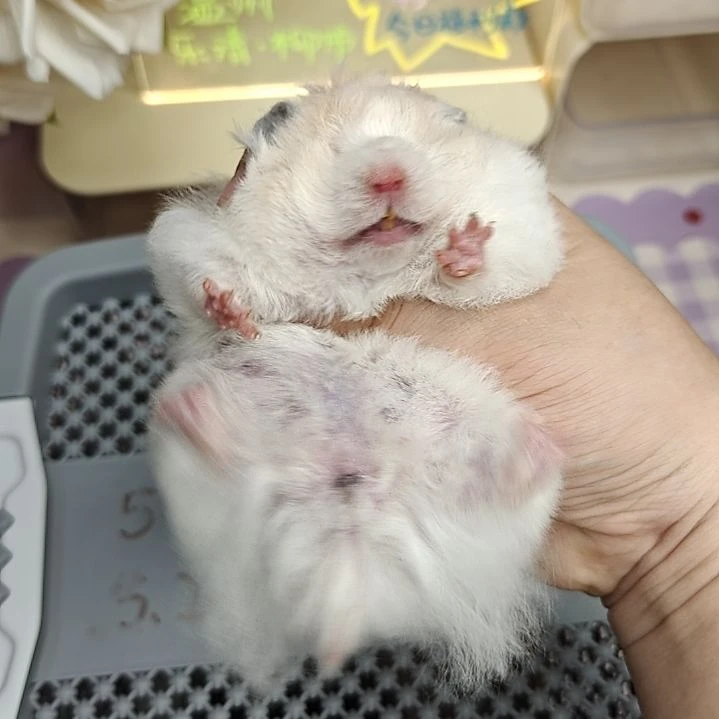 5-1卷毛黄波妹妹5.20