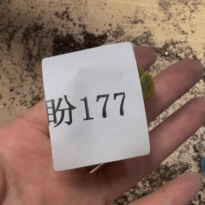 林***姐多肉植物的生长发育177