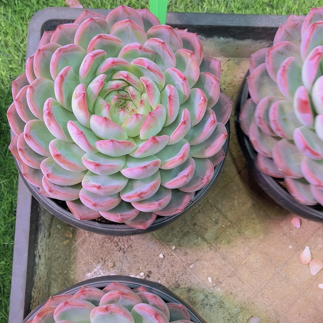 静***红鸾Ａ891号一物一拍