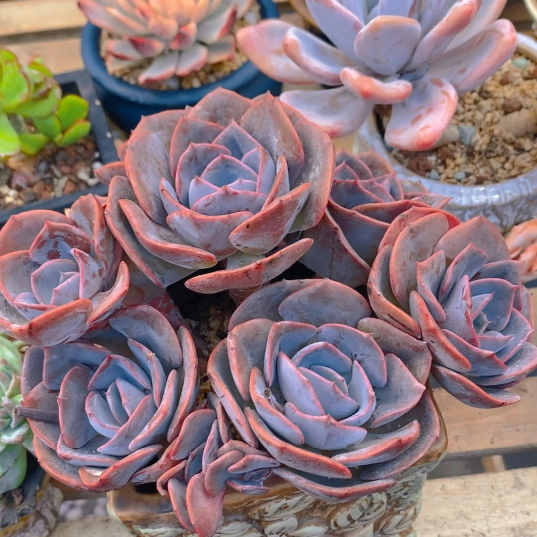 芒***妃多肉植物肉肉植物