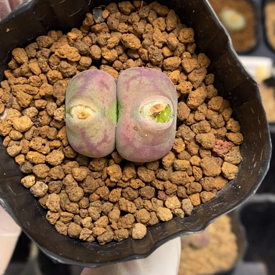 多肉植物肉锥杂交K-4684