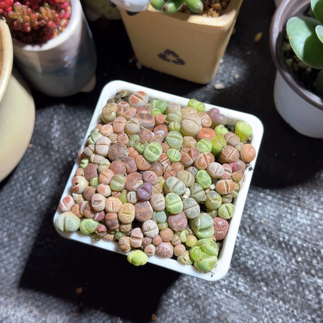 生石花多肉9㎝盆白方