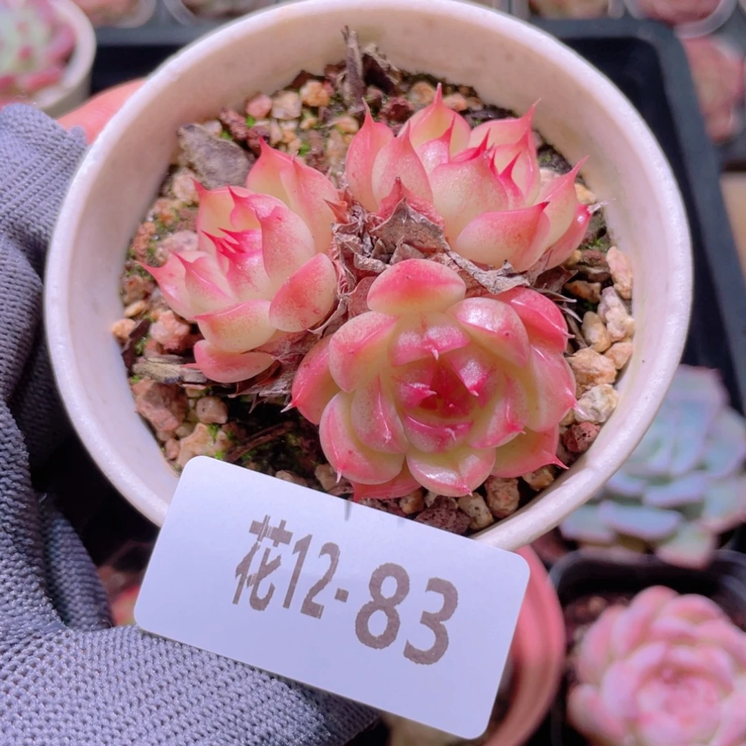 花利美12-83海王
