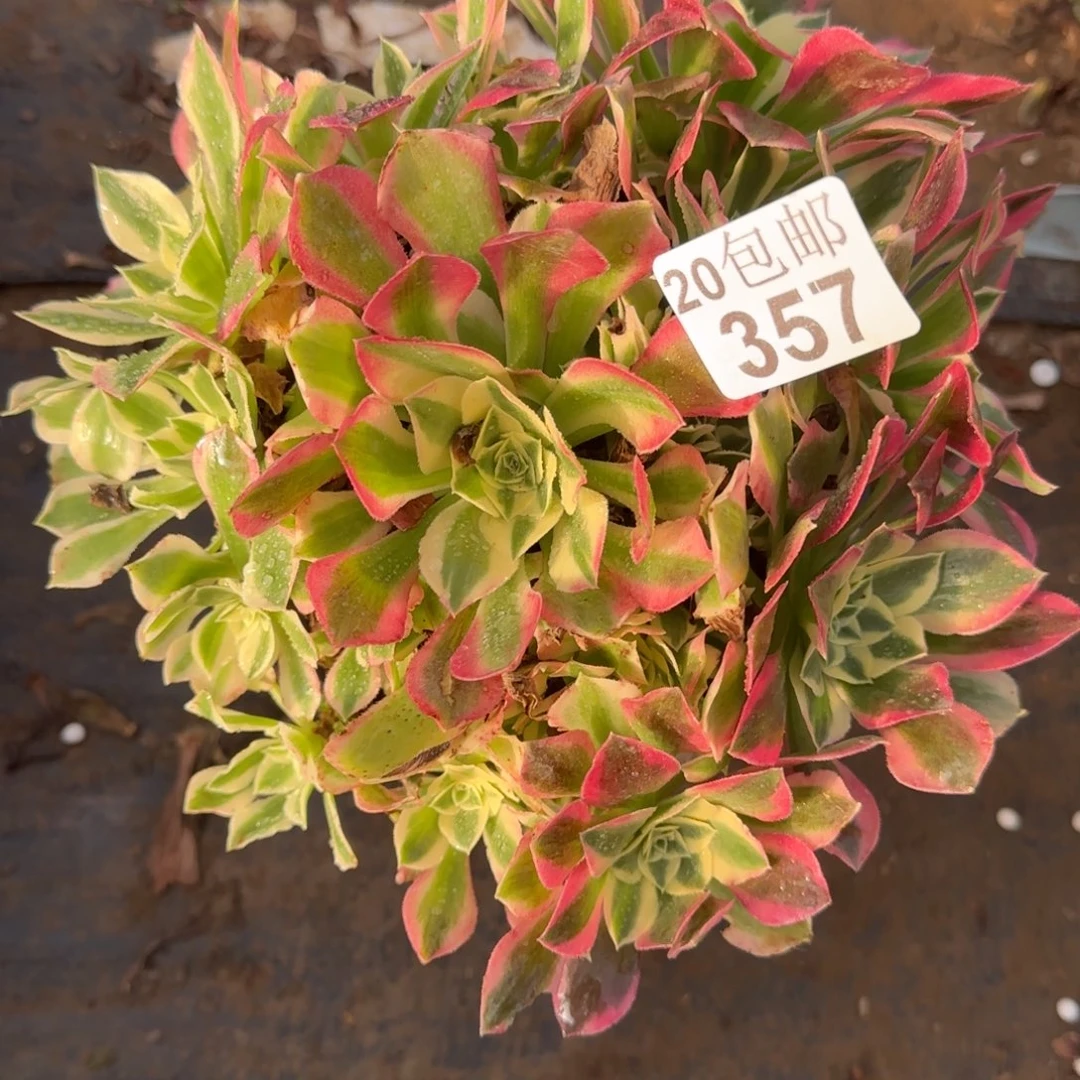 白凤357满20包邮断枝不包