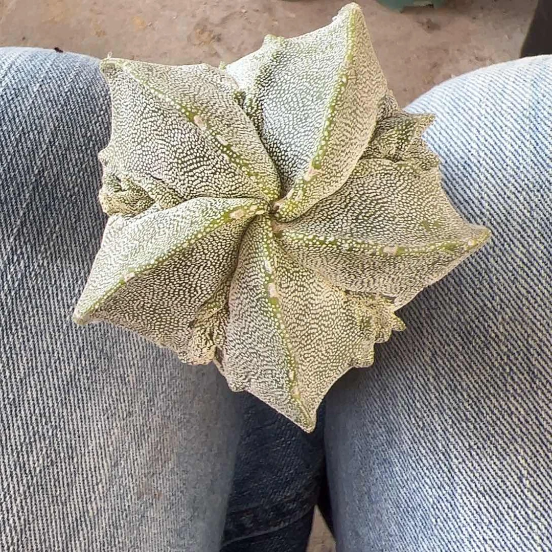 实生鸾凤玉一物一拍