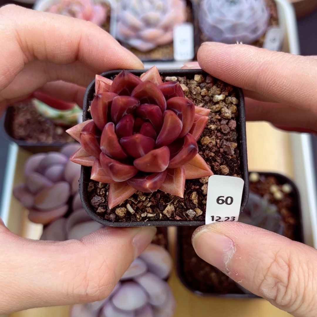 好好看60、哈哈哈哈哈