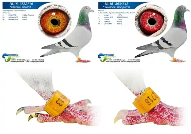 种鸽信鸽成绩鸽足环