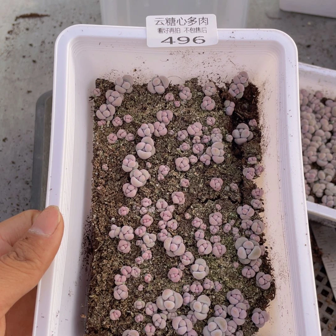 云糖心多肉植物496