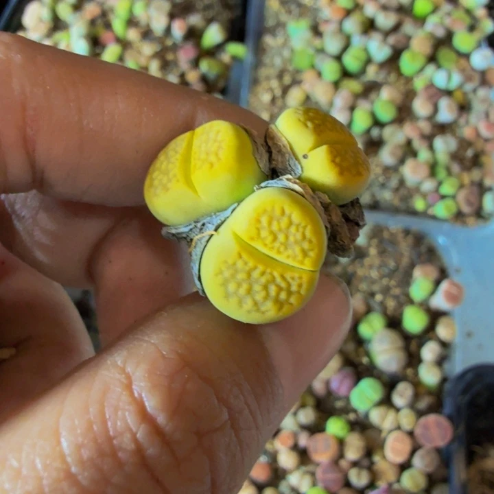 亿多肉葡萄和坚果的201