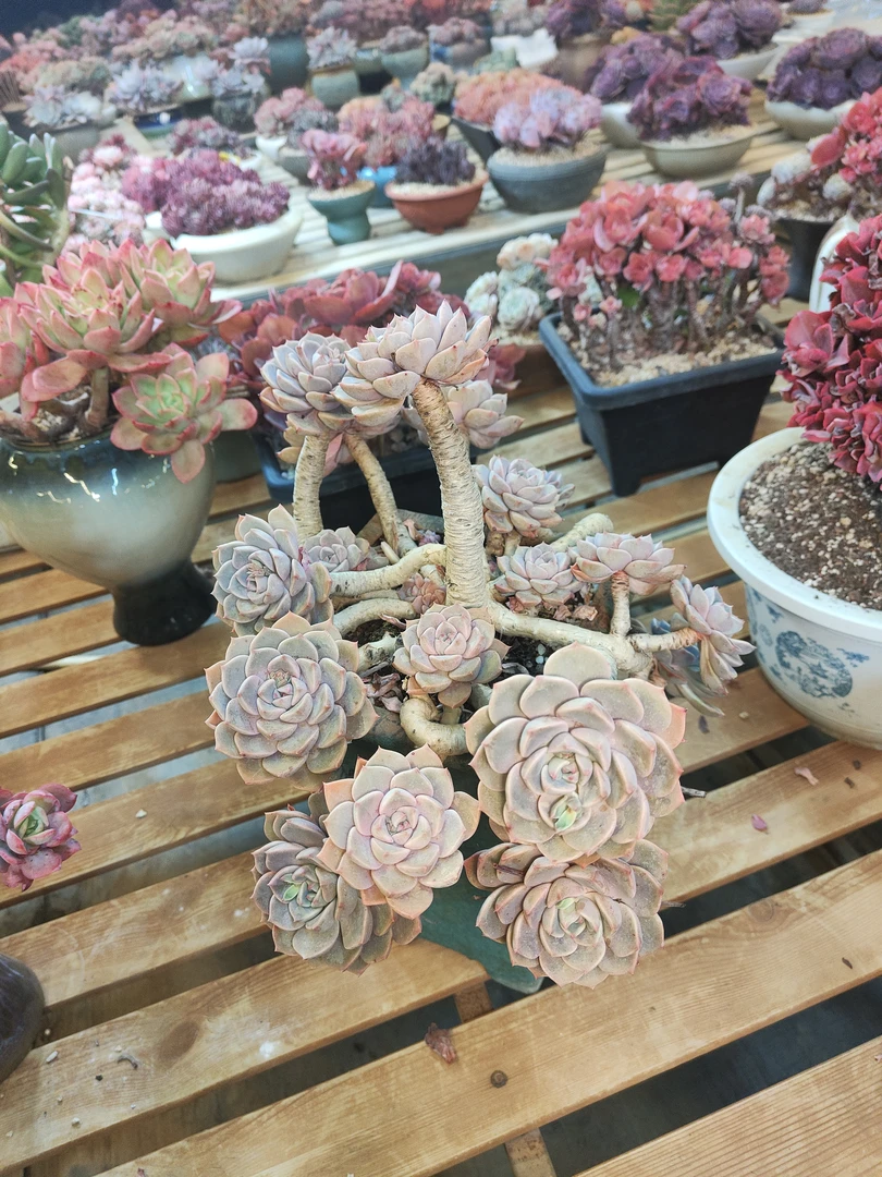 多肉植物红粉佳人