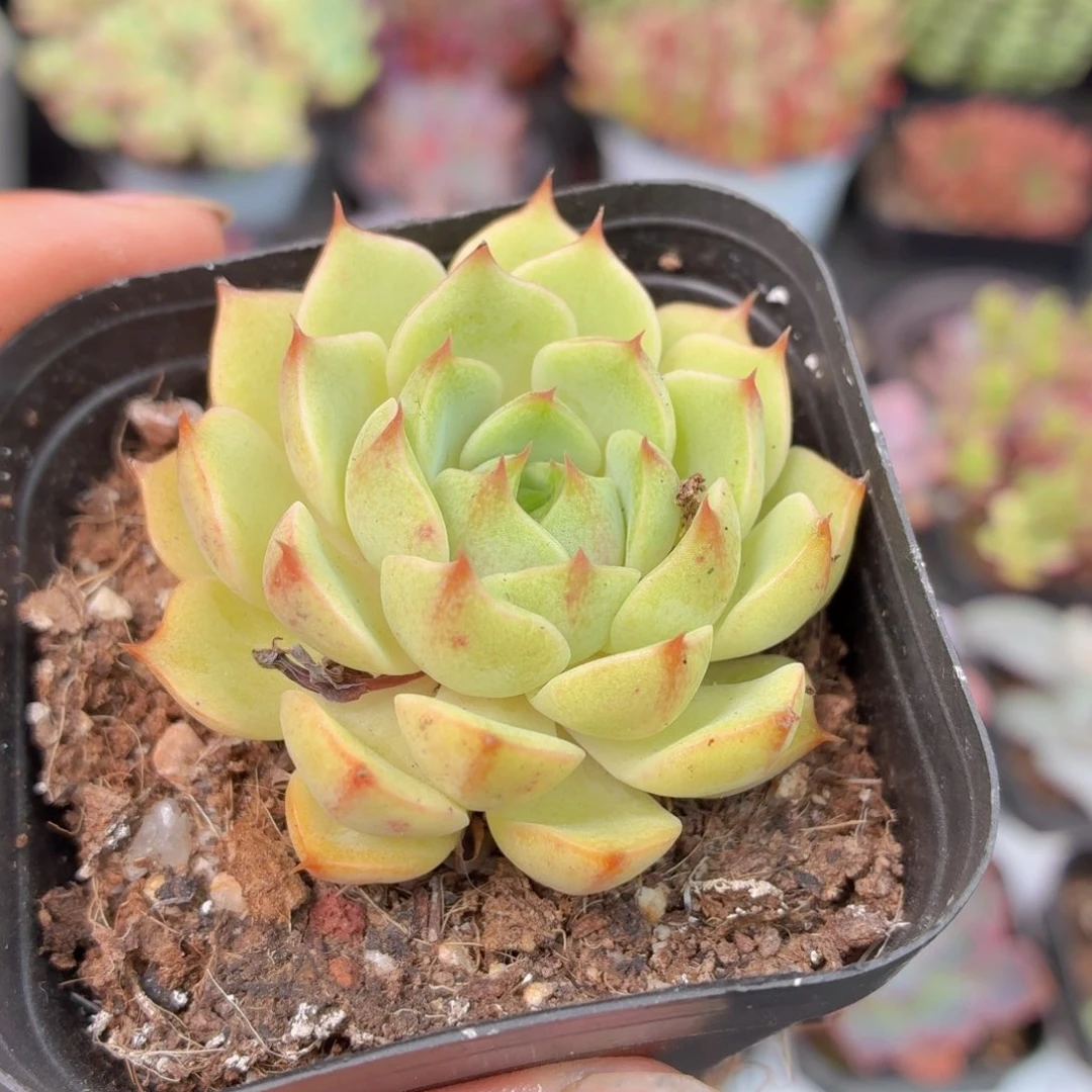 本巴多肉9.9包邮发货