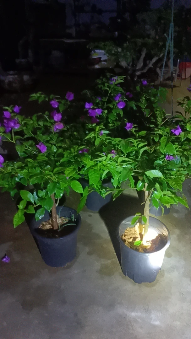 云南紫安格斯三角梅盆栽四季开花耐寒耐热好养