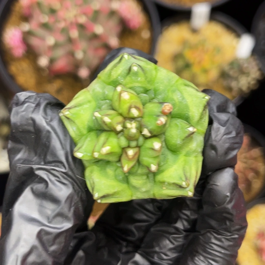 福利！一物一拍脱土