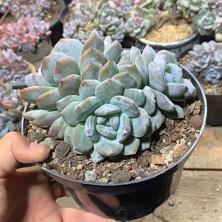 招摇哈哈哈哈哈哈哈哈