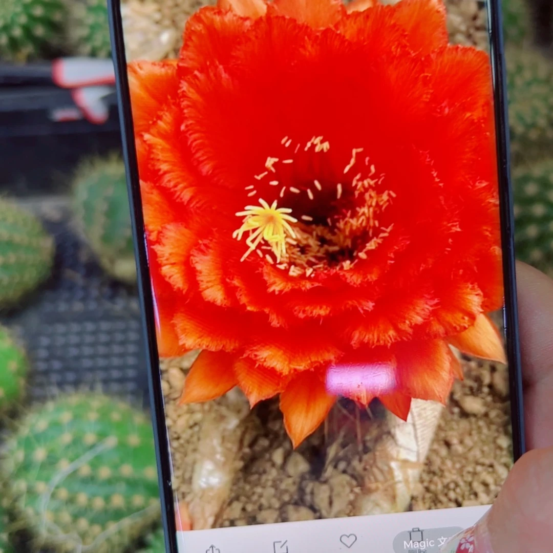 下67毛威尔刚歪无根侧芽4公分左右20包邮