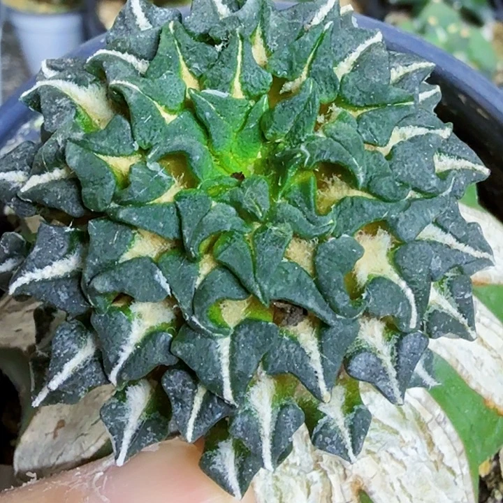 无花朵福利苗接姬牡丹737