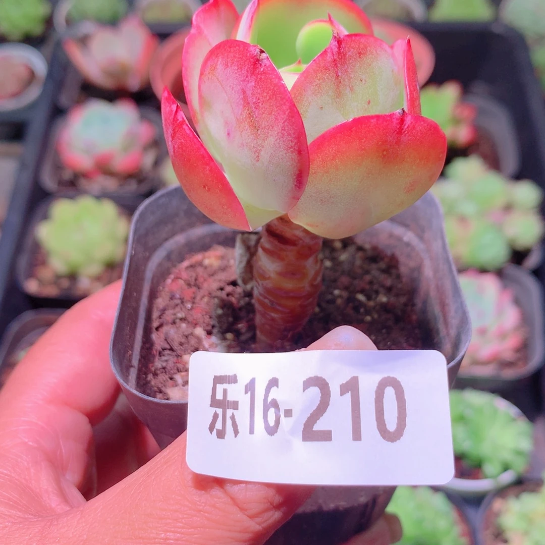 乐然16-210 桃花石