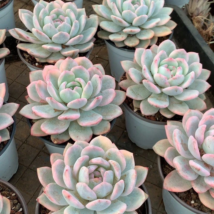 单头橙梦露锦多肉植物两单包邮