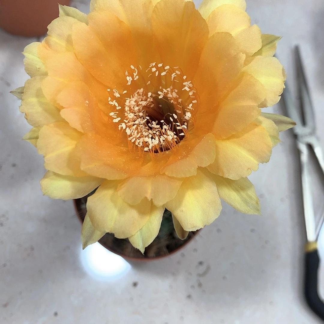 2665实生彩草10公分杯