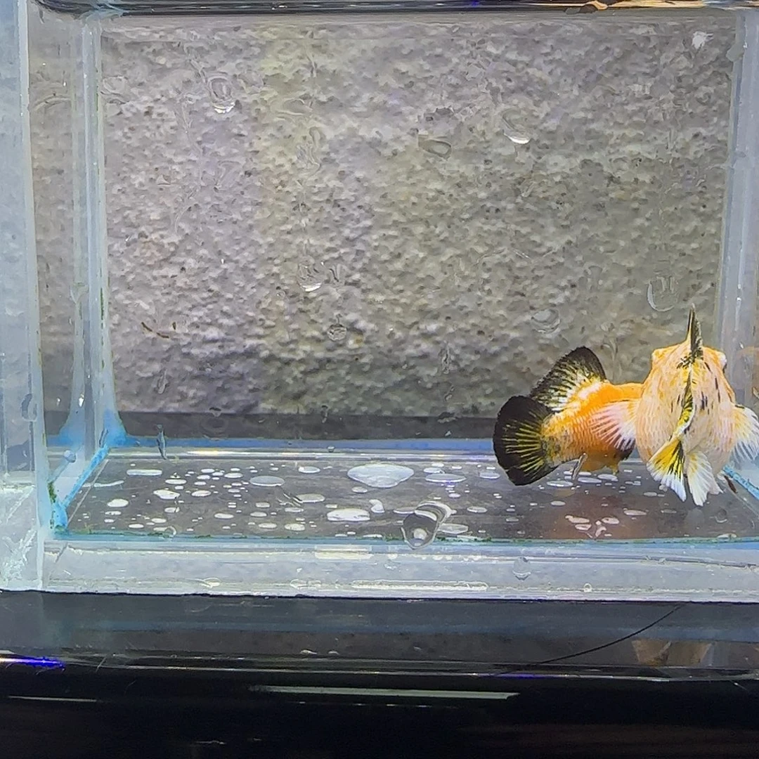 黑玛丽鱼皮卡丘玛丽。63号