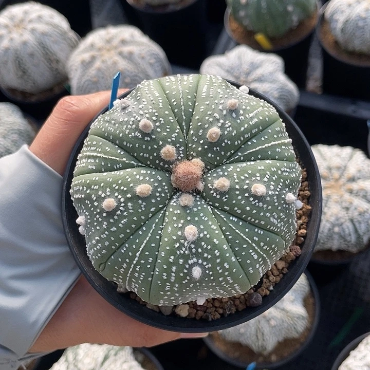 五复棱奇迹特价款