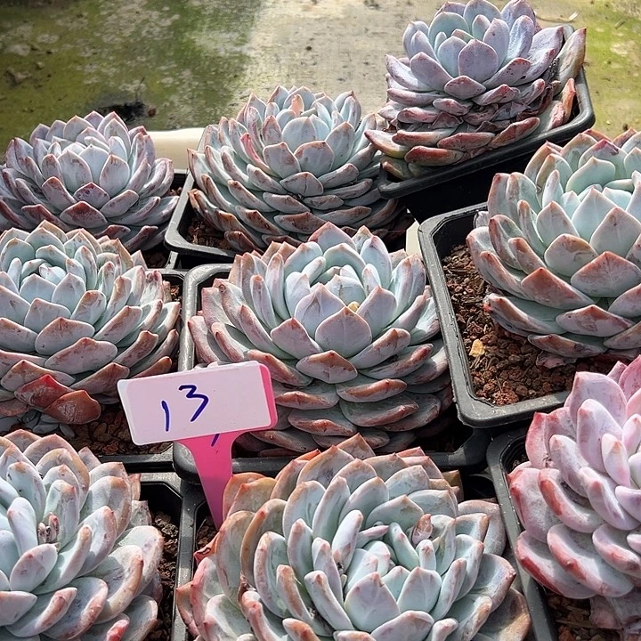 13一筐多肉植物脱土