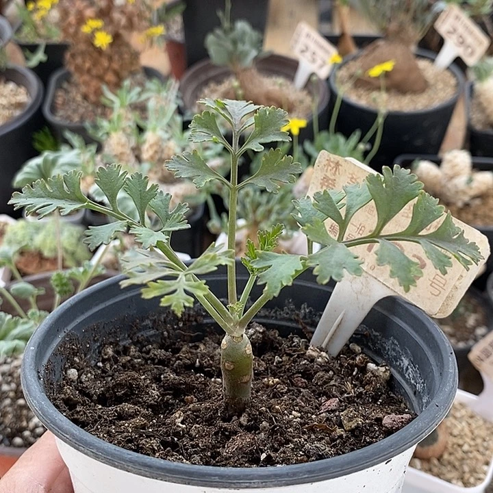 183香水洋葵一一一一