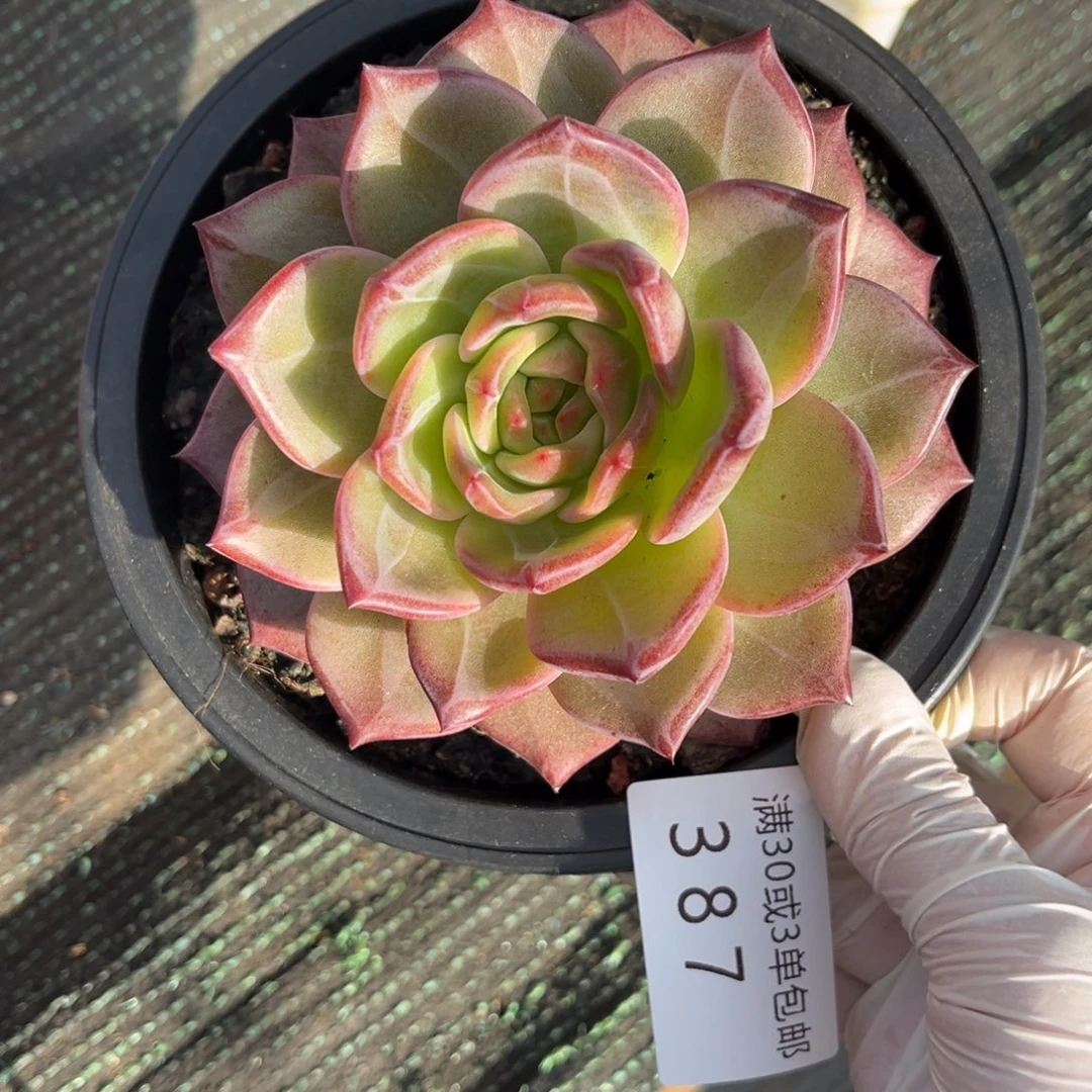 387黑骑士多肉植物……