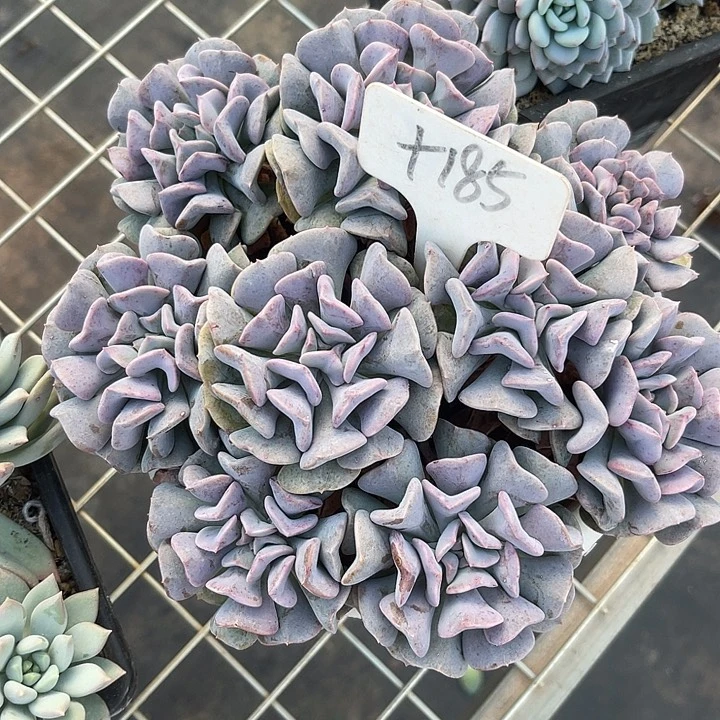 开播炸福利，好久不见185