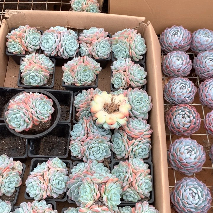 3头起冰玉群两单包邮