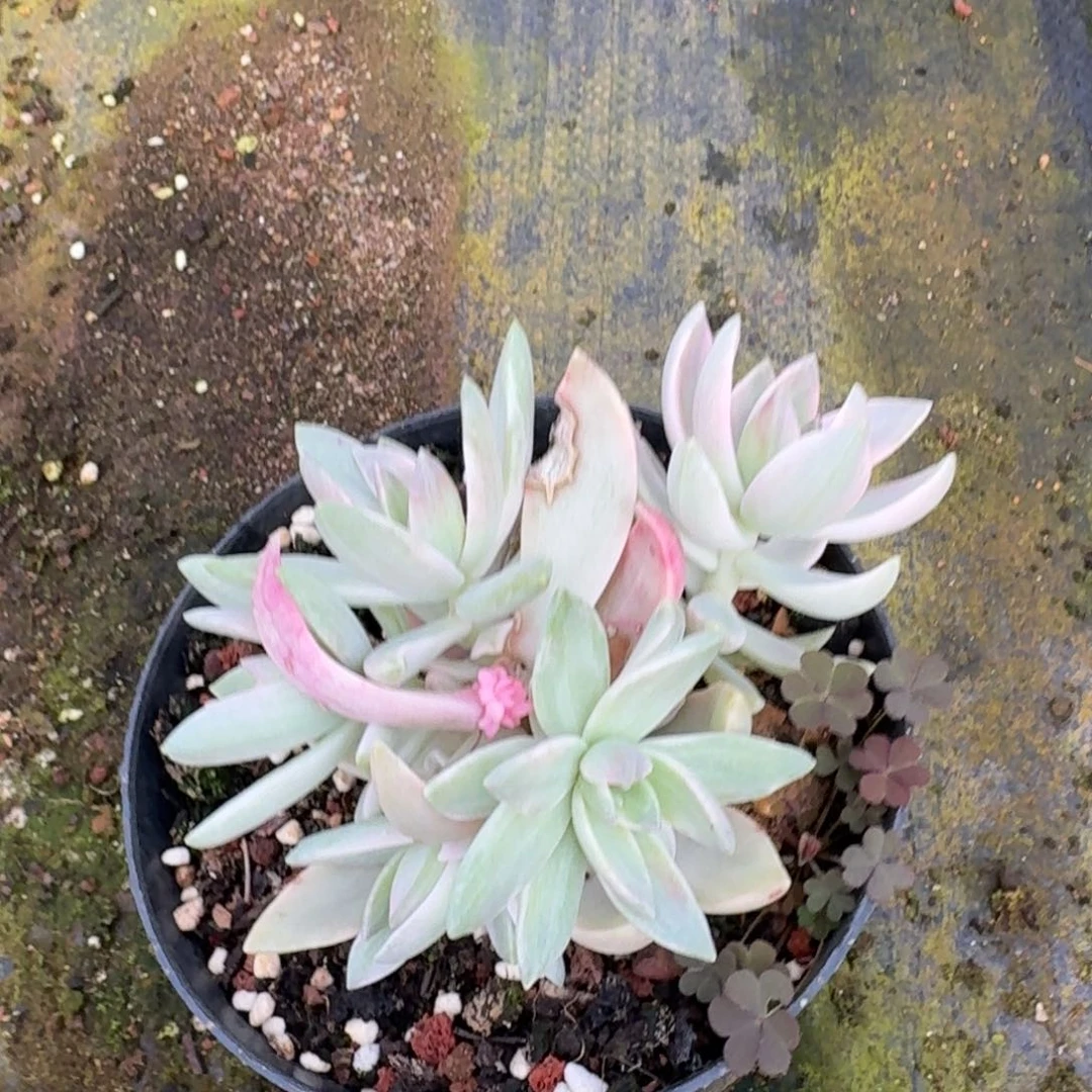 布丁锦一颗量拍砍头群19-62