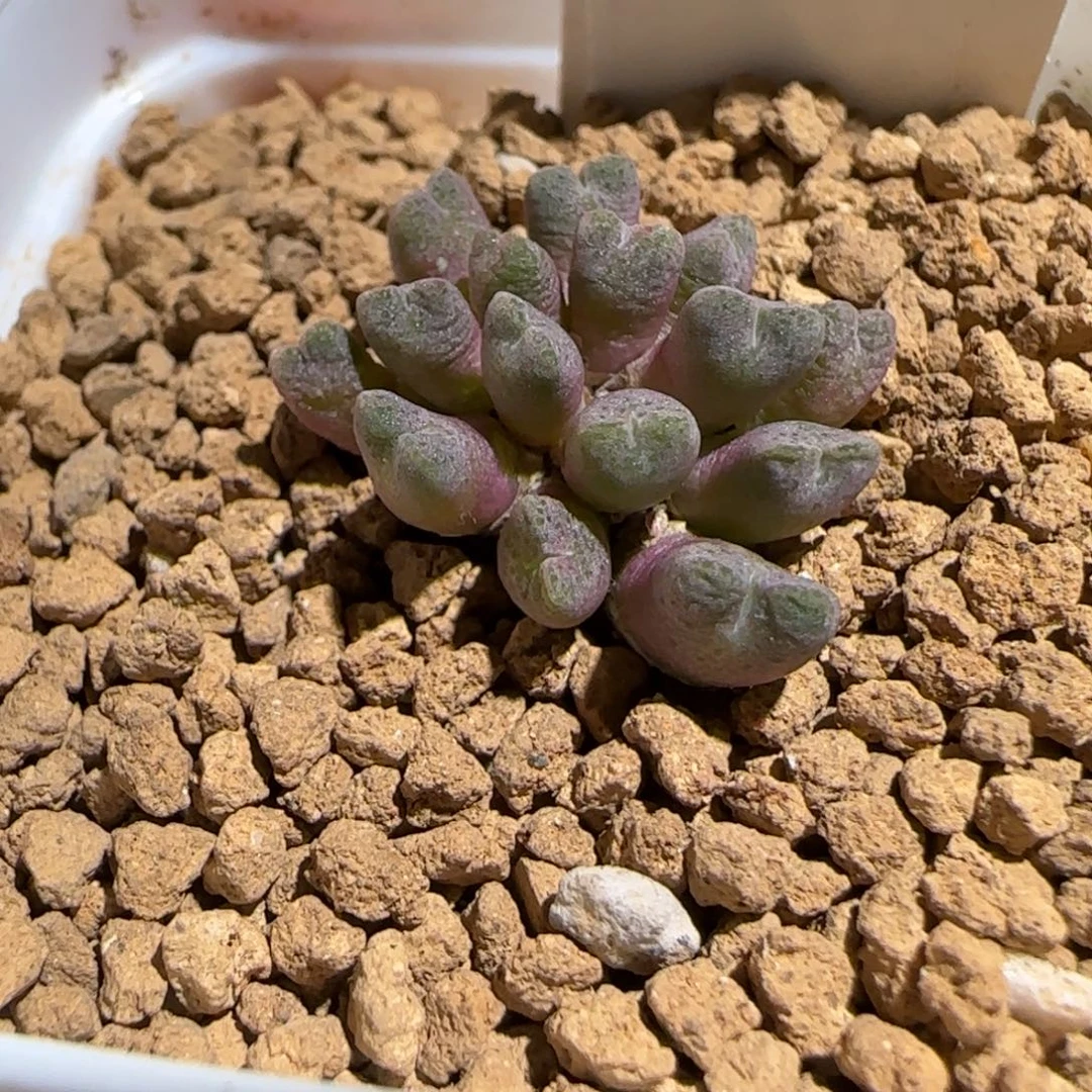 肉锥多肉植物组合-济公帽241