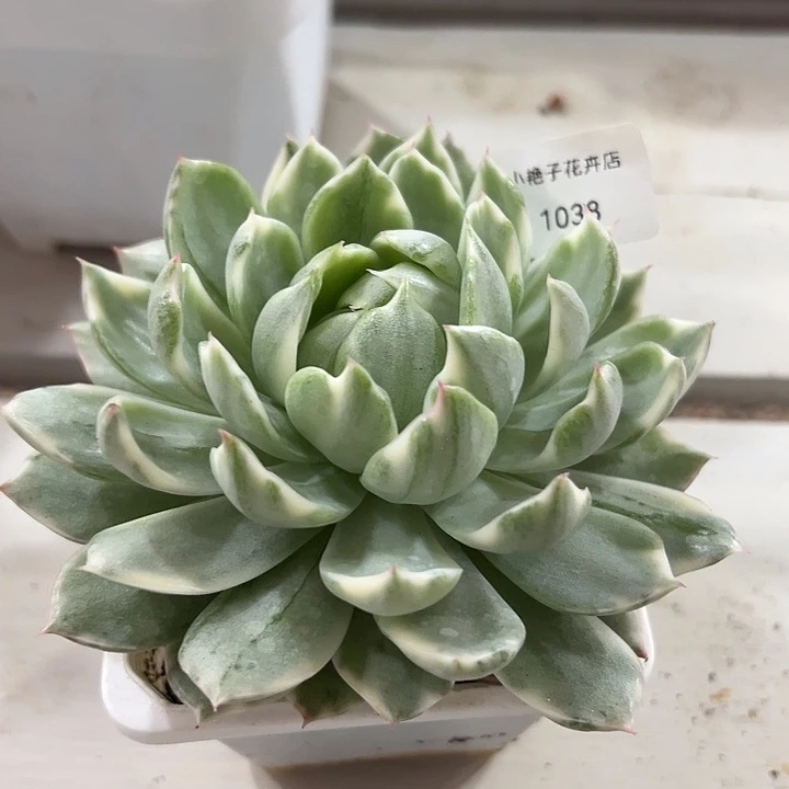 1038女王38包邮多肉