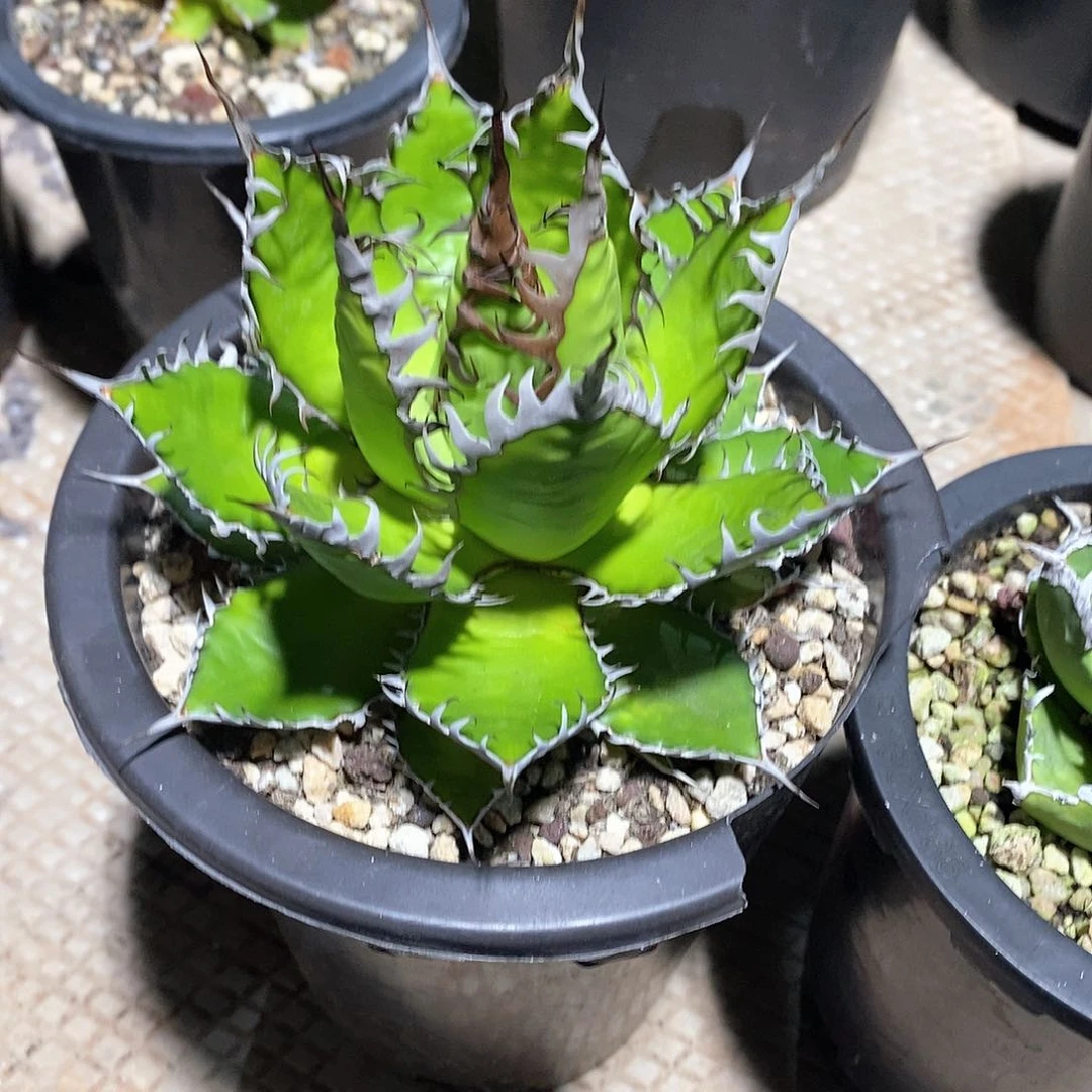多肉植物龙蛇兰植物