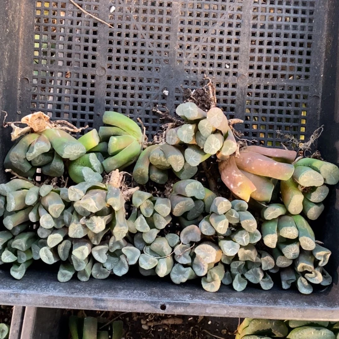 峰***135 一整筐全部 新年福利