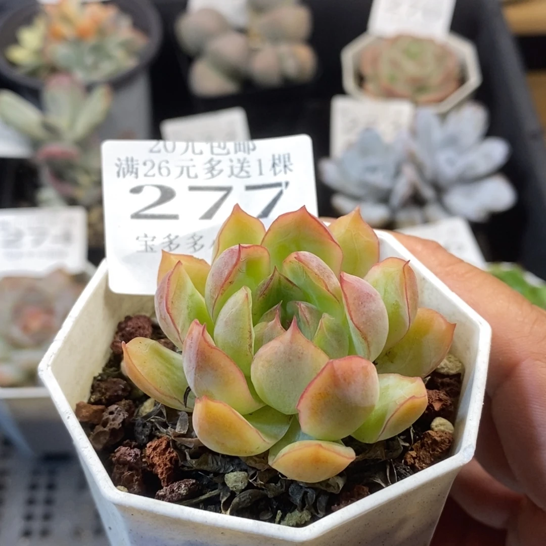蔓越莓一物一拍满20元包邮满26送一颗