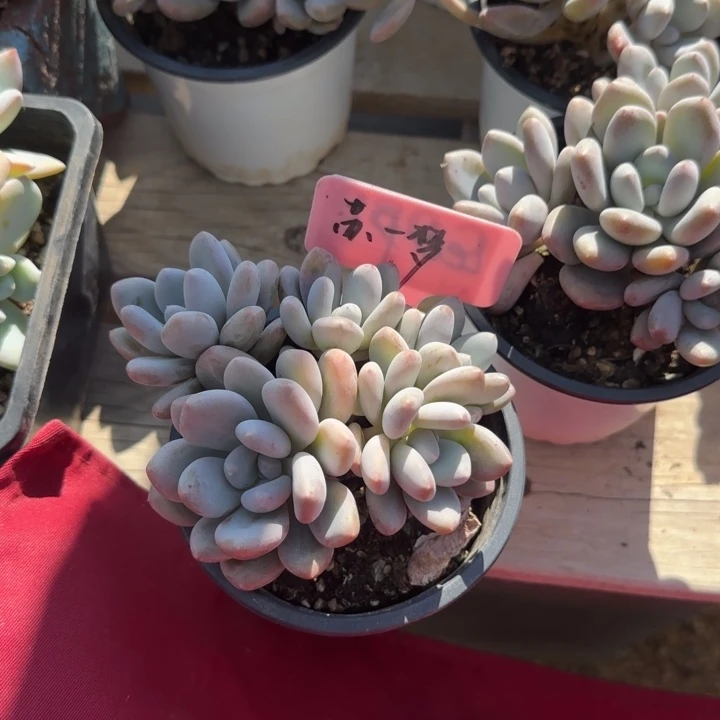 三明治五十包邮群生