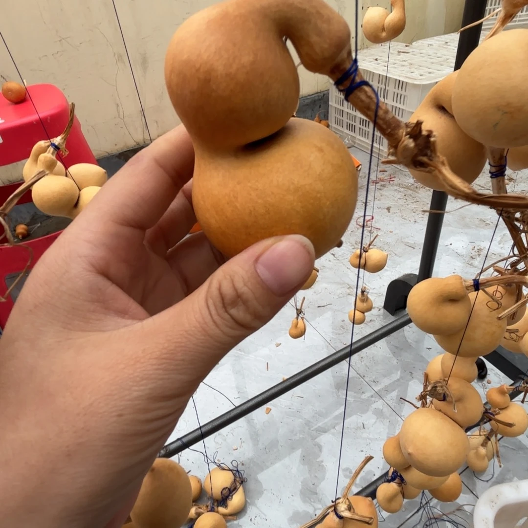 红***韵精品蚂蚁嘎嘎肥哦