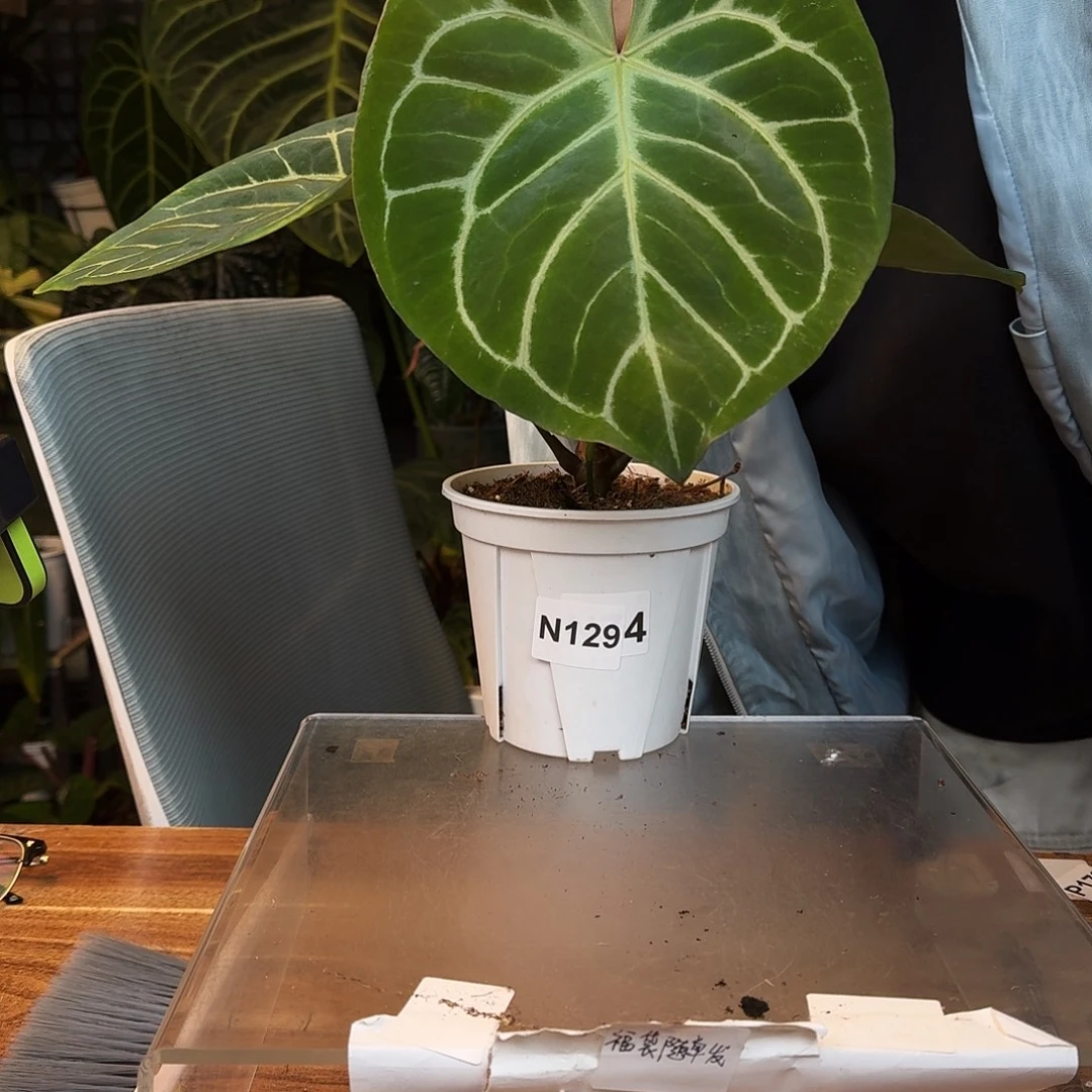 完全开放O127粗脉kos